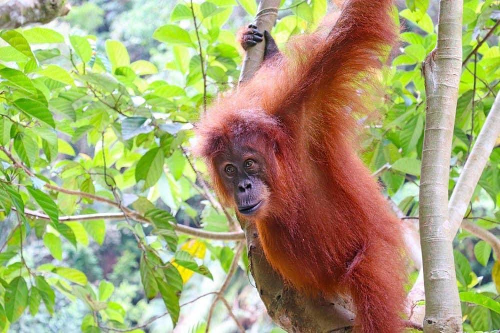 Gino'S Place - Guest House & Jungle Trekking Bukit Lawang Exterior foto